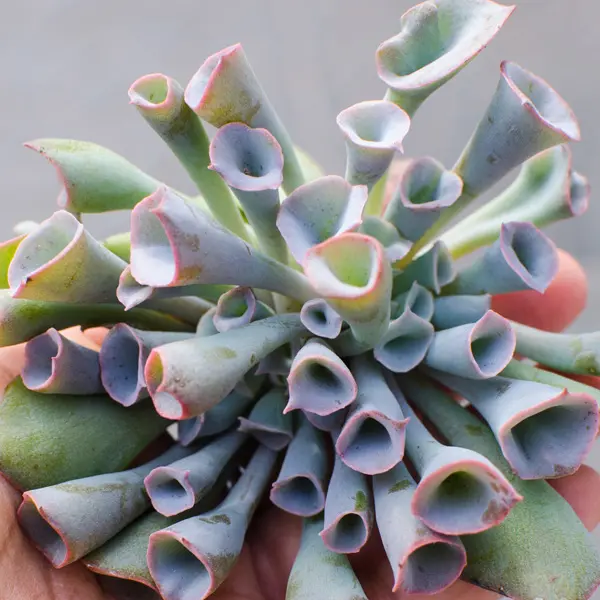 Echeveria Pinky Trumpet Echeveria Pinky Trumpet