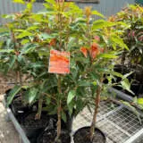 Eucalyptus (corymbia) Mini Orange Eucalyptus (corymbia) Mini Orange