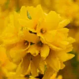 Forsythia Beatrix Farrand Forsythia Beatrix Farrand