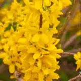 Forsythia Beatrix Farrand Lpoforbfa - Garden Express Australia
