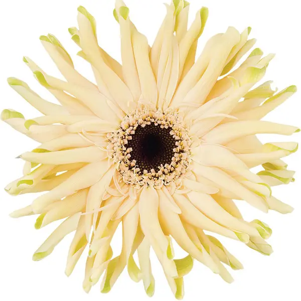 Gerbera Pastini Corvara Gerbera Pastini Corvara