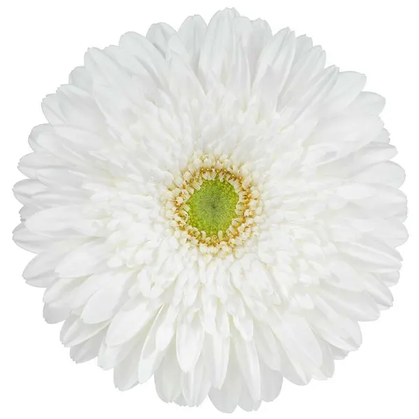 Gerbera Xoch Gerbera Xoch