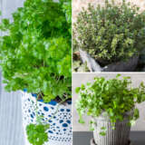 Herb Collection 2 2025 Colherco2 - Garden Express Australia
