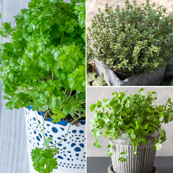 Herb Collection 2