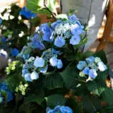 Hydrangea Black Lace Hydrangea Black Lace