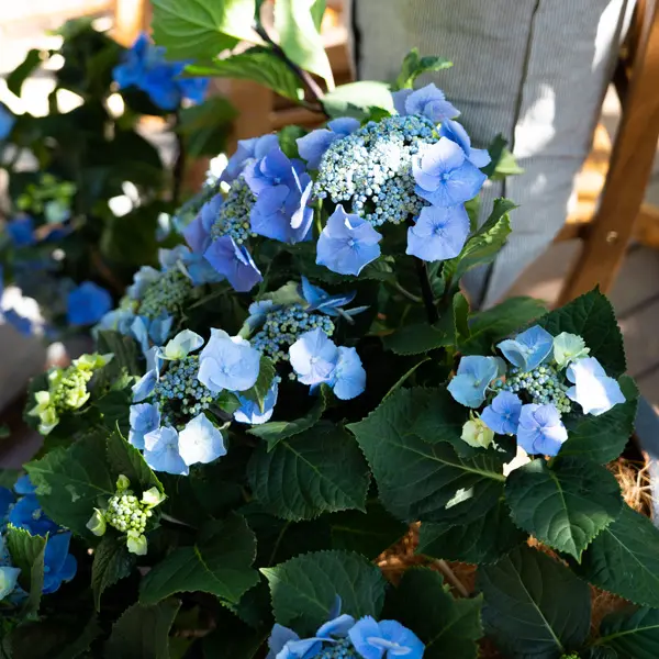 Hydrangea Black Lace Hydrangea Black Lace