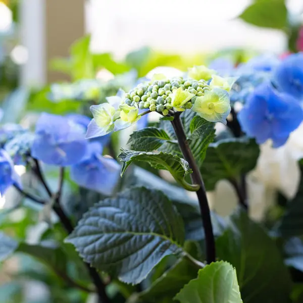 Hydrangea Black Lace Hydrangea Black Lace