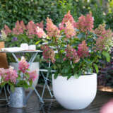 Hydrangea Candlelight P10hydclt - Garden Express Australia