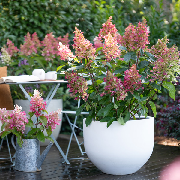 Hydrangea Candlelight (Pbr)