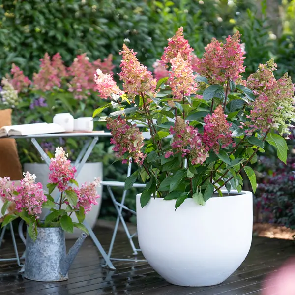 Hydrangea Candlelight (Pbr)