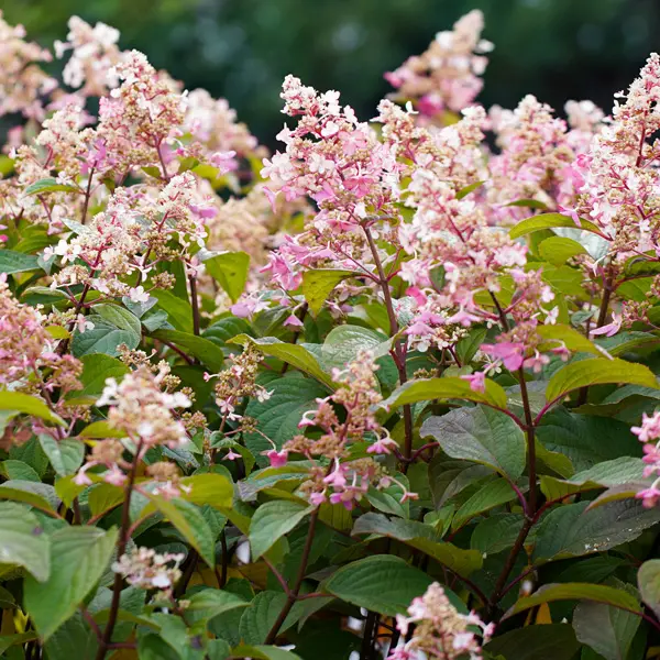 Hydrangea Candlelight (Pbr) Hydrangea Candlelight (Pbr)