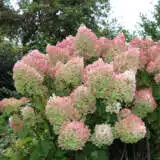 Hydrangea Paniculata Pee Gee Hydrangea Paniculata Pee Gee