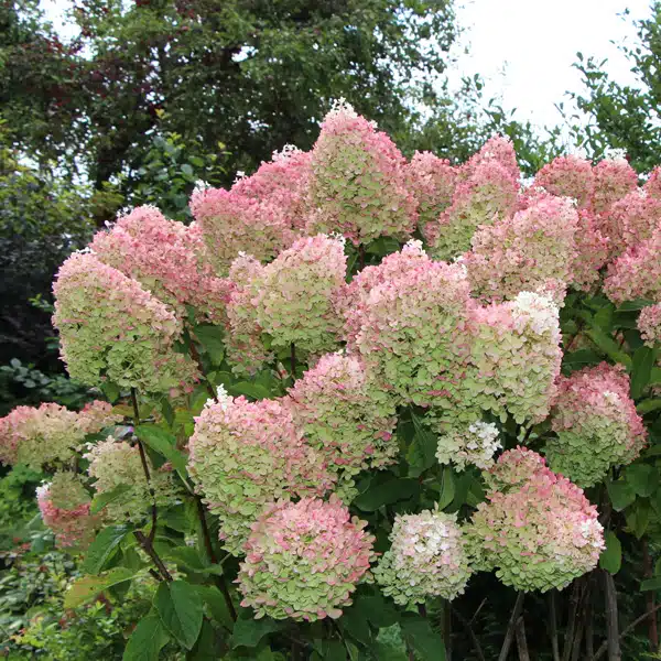 Hydrangea Paniculata Pee Gee