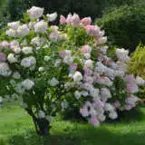 Hydrangea Paniculata Pee Gee Pkhydppg - Garden Express Australia