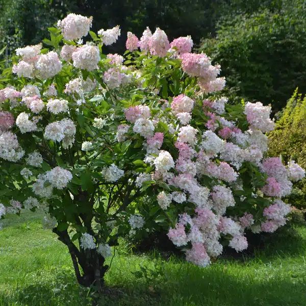 Hydrangea Paniculata Pee Gee