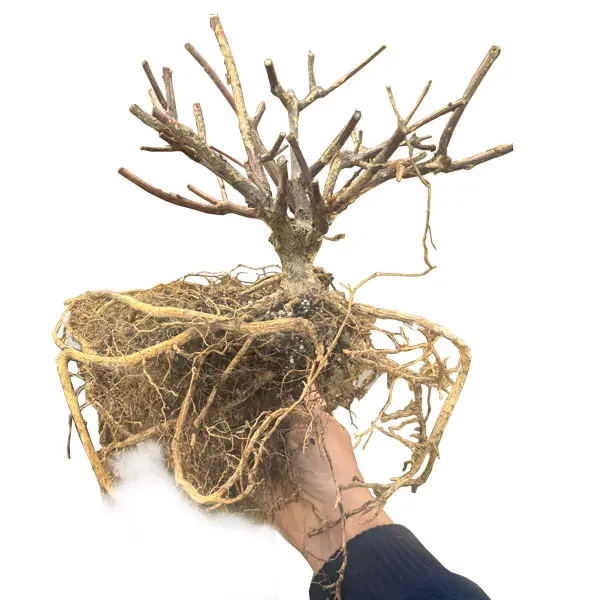 Hydrangea Paniculata Pee Gee