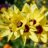 Ixia Yellow Emperor Ixia Yellow Emperor