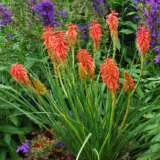 Kniphofia Red Hot Popsicle Kniphofia Red Hot Popsicle
