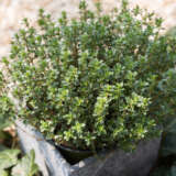 Herb Collection 2