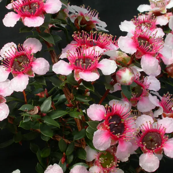 Leptospermum Mesmer Eyes (pbr)