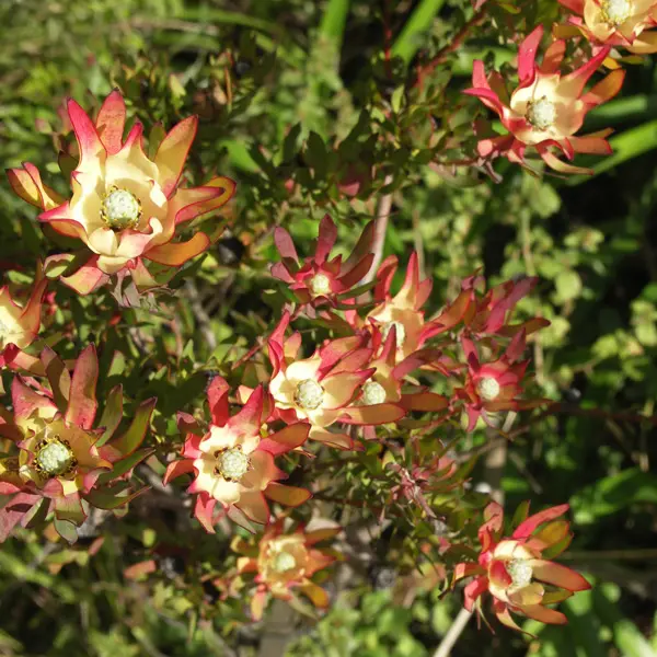 Leucadendron Jack Harre