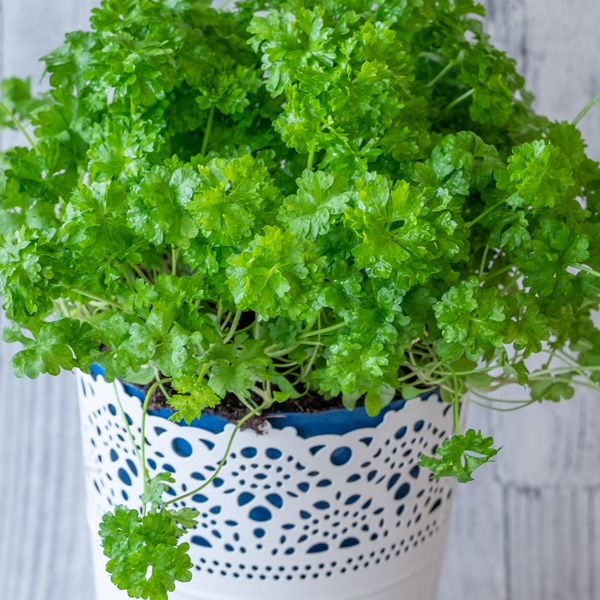 Herb Collection 2
