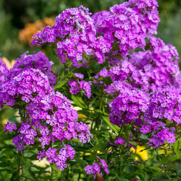 Phlox Famous Purple Phlox Famous Purple