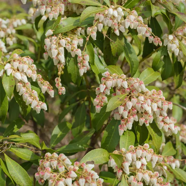 Pieris Japonica