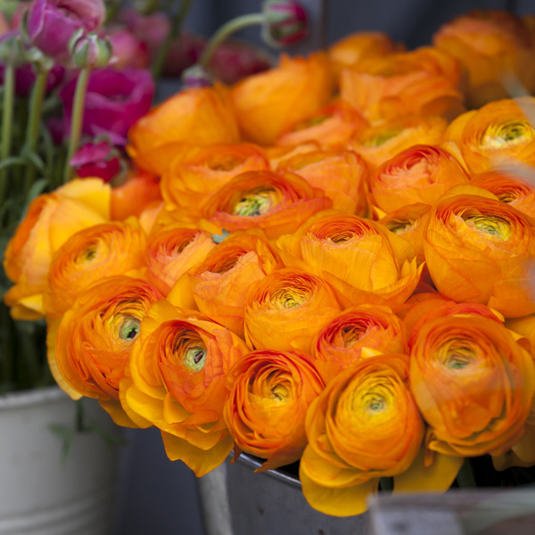 F1 Ranunculi Fire Collection