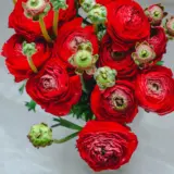 F1 Ranunculi Fire Collection F1 Ranunculi Fire Collection