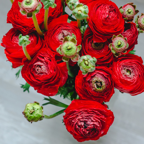 F1 Ranunculi Fire Collection