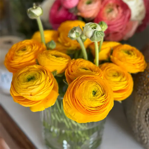 F1 Ranunculi Fire Collection F1 Ranunculi Fire Collection