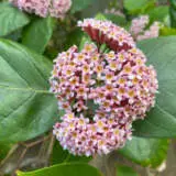 Rondeletia Lporondel - Garden Express Australia