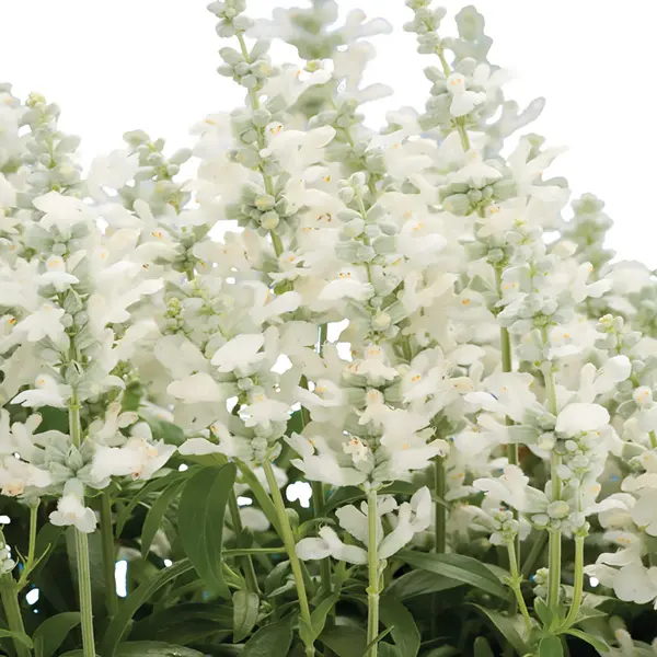 Salvia Cathedral White Salvia Cathedral White