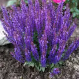 Salvia Midnight Purple 1 - Garden Express Australia