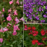 Salvia Mirage Collection 2025 Colsalmco - Garden Express Australia