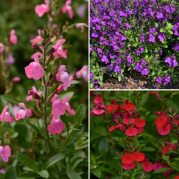 Salvia Mirage Collection Salvia Mirage Collection