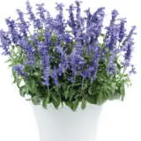 Salvia Sallyfun Deep Ocean Salvia Sallyfun Deep Ocean