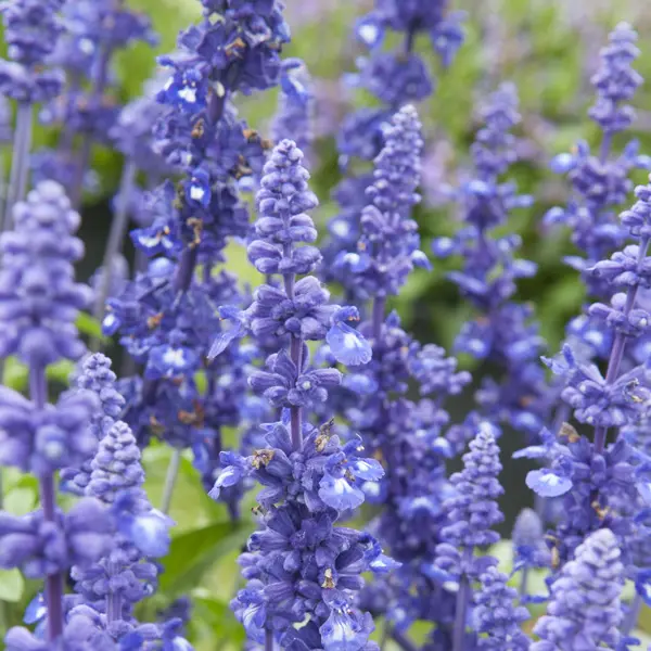 Salvia Sallyfun Deep Ocean