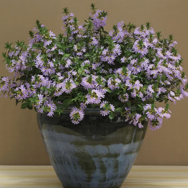 Scaevola Bondi Blue Scaevola Bondi Blue