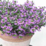 Scaevola Surdiva Collection Scaevola Surdiva Collection