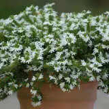 Scaevola Surdiva Collection Scaevola Surdiva Collection