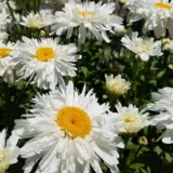 Shasta Daisy Shaggy 68mm Pot - Garden Express Australia