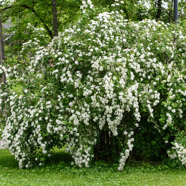 Spiraea Snowmound Spiraea Snowmound