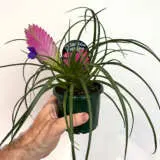 Tillandsia Pink Quill Paradise Tillandsia Pink Quill Paradise