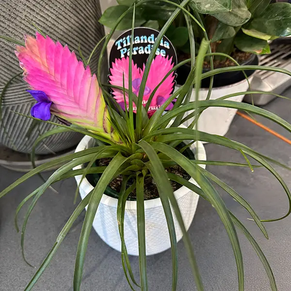 Tillandsia Pink Quill Paradise