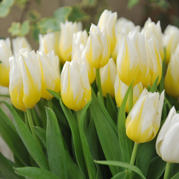 Tulip Antarctica Flame Tulip Antarctica Flame