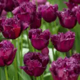 Tulip Gorilla Tulip Gorilla