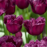 Tulip Gorilla 3 Pktulgor - Garden Express Australia