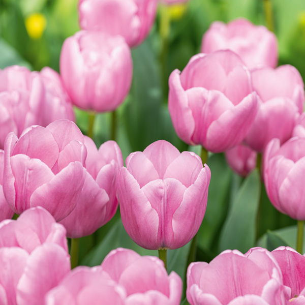 Tulip Lincoln Tulip Lincoln